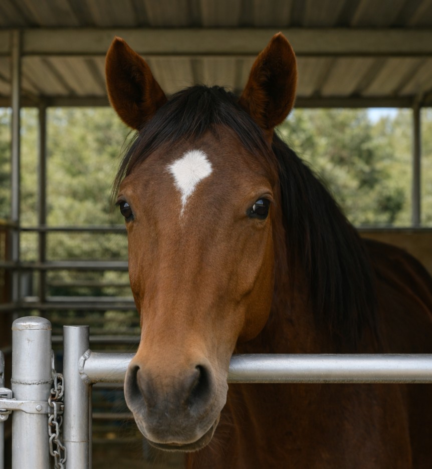 Brown horse with a white heart-shaped marking in a metal stall