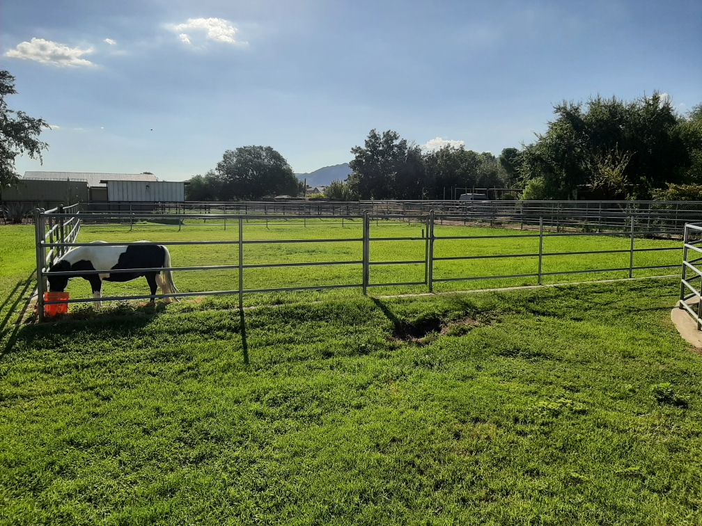 Outdoor paddock with metal fencing